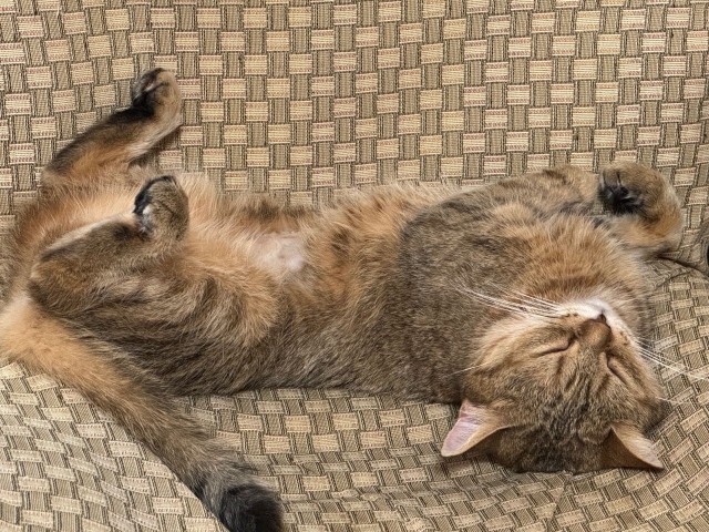 Спящий кот