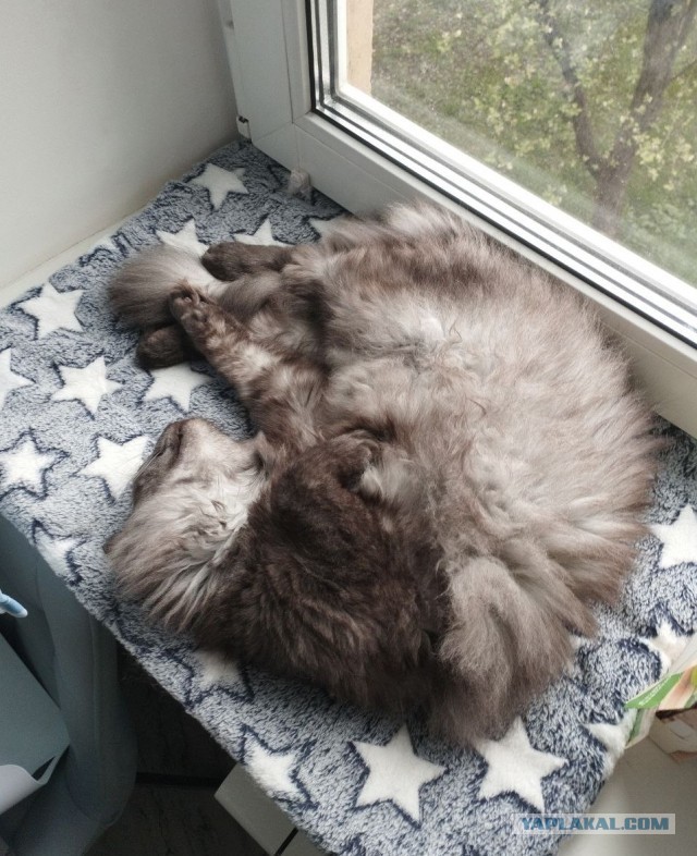 когда сам в равновесии с собой, инь и янь