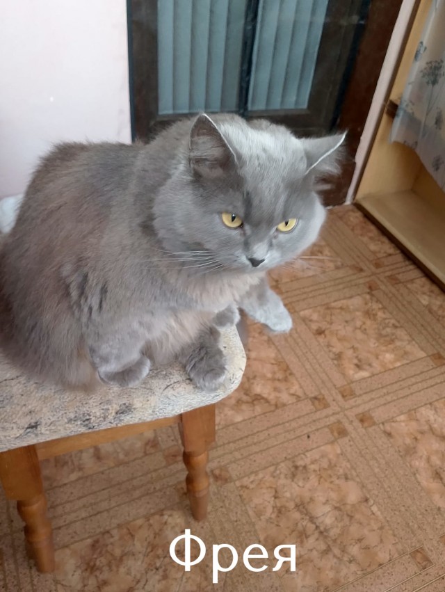 Жизнь домашнего приюта "Котоленд" 513