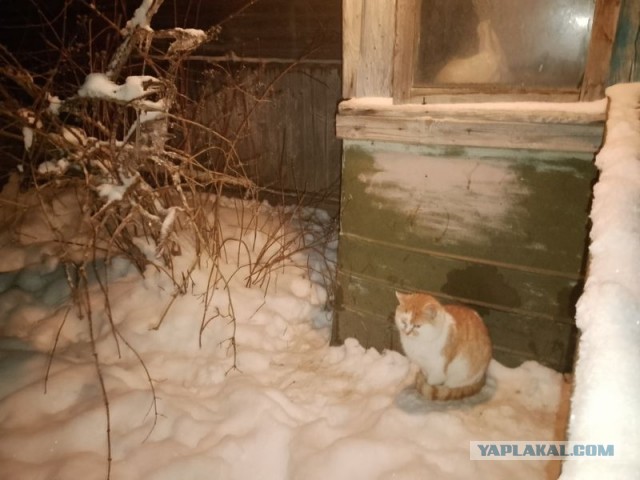 Жизнь домашнего приюта для котеек 570