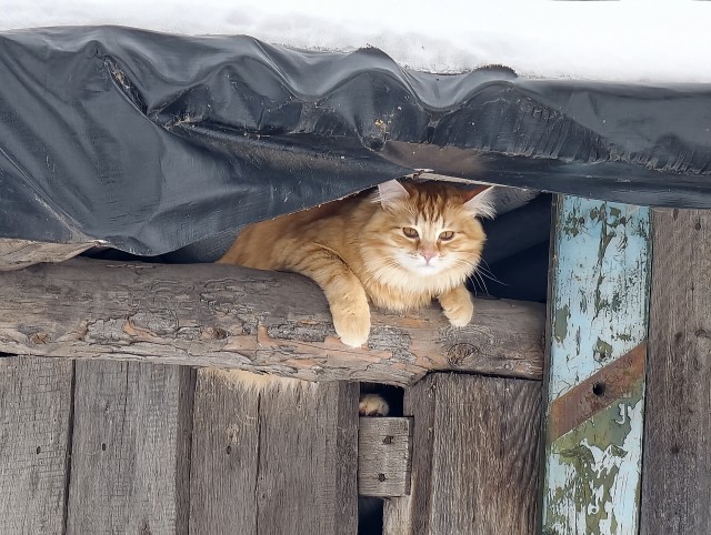 К - котовторник. Б - брутальность.