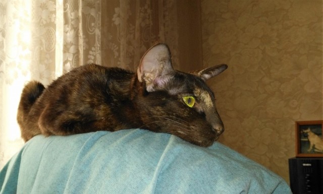 Растягиваем кота