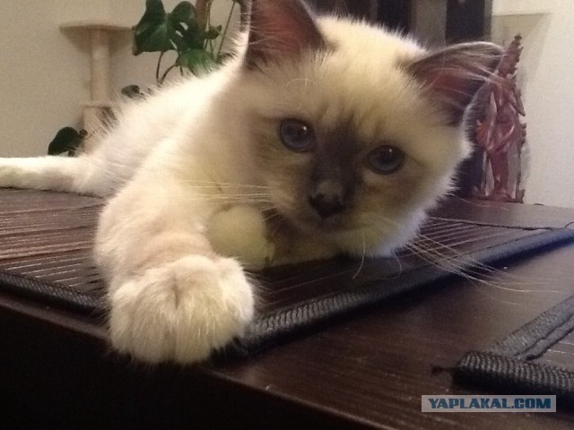 Котовторник  28.01.14