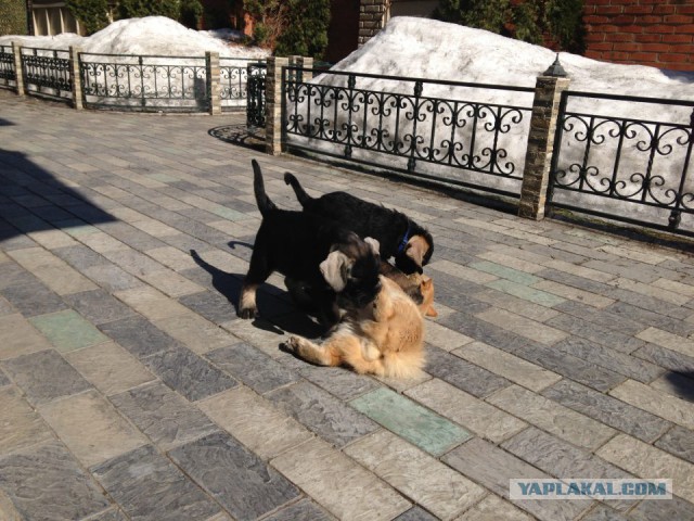 Котовторник 25.02.2014