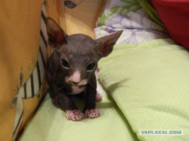 Как назвать питомца