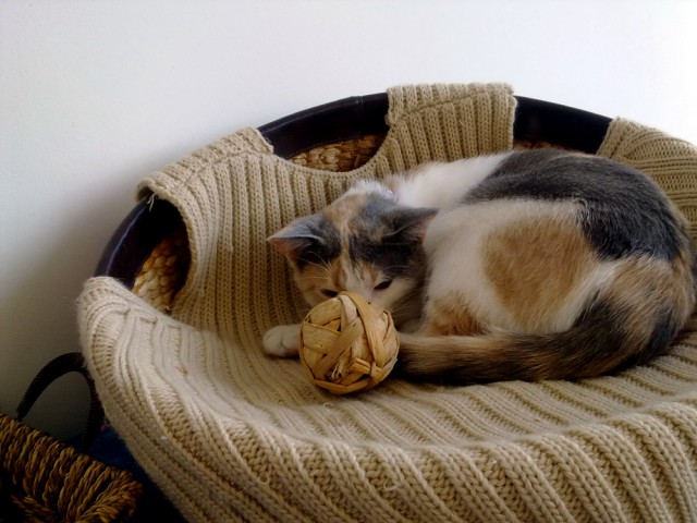 Котовторник   15.04.2014