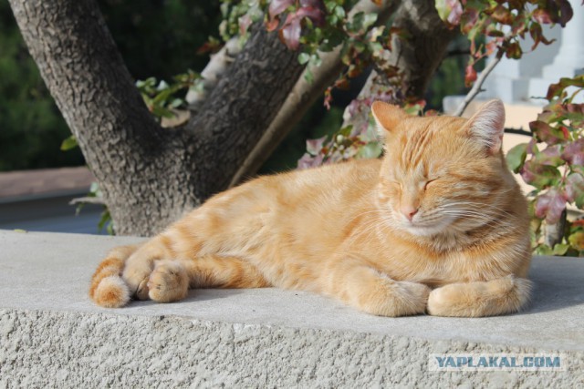 Котовторник 22.07.14