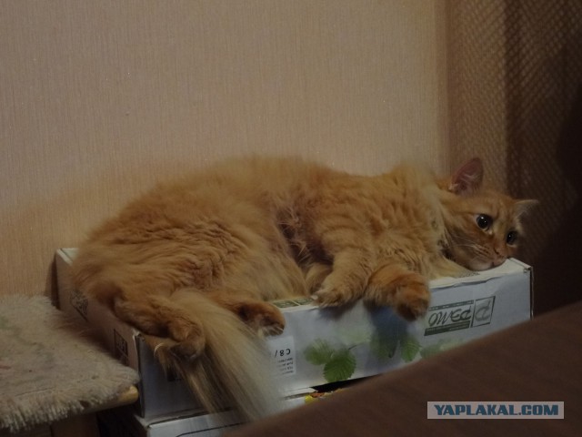 Котовторник 28.10.2014