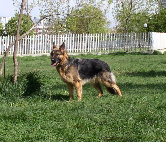 Мои щенки