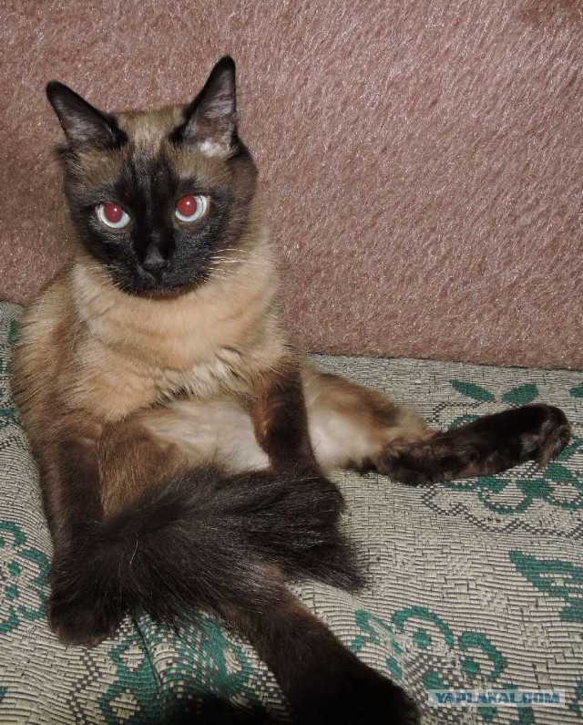 Котовторник 07 04 2015