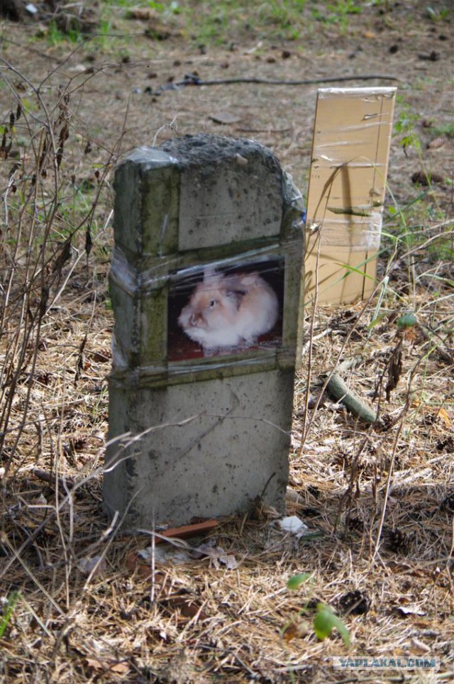 Нелегальные кладбища животных
