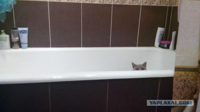 Котовторник  01.03.2016