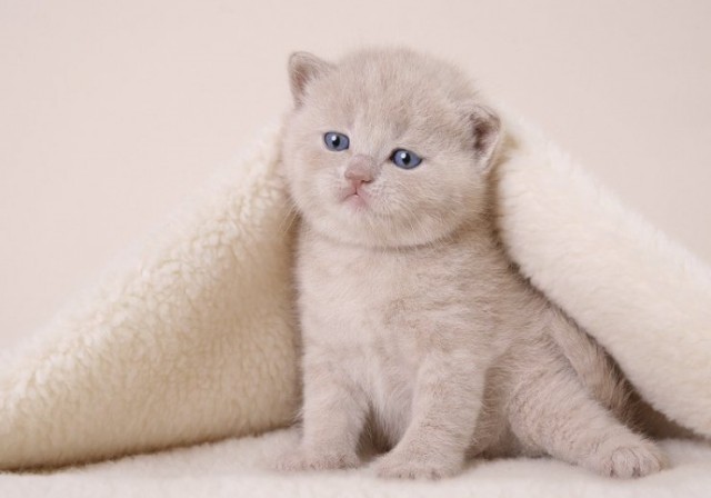 Коты, кошки, котята