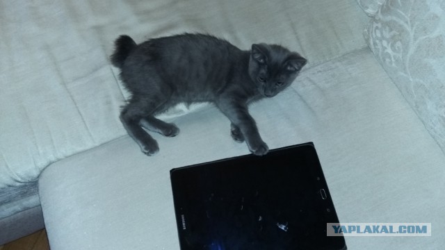 Котовторник 28.06.2016