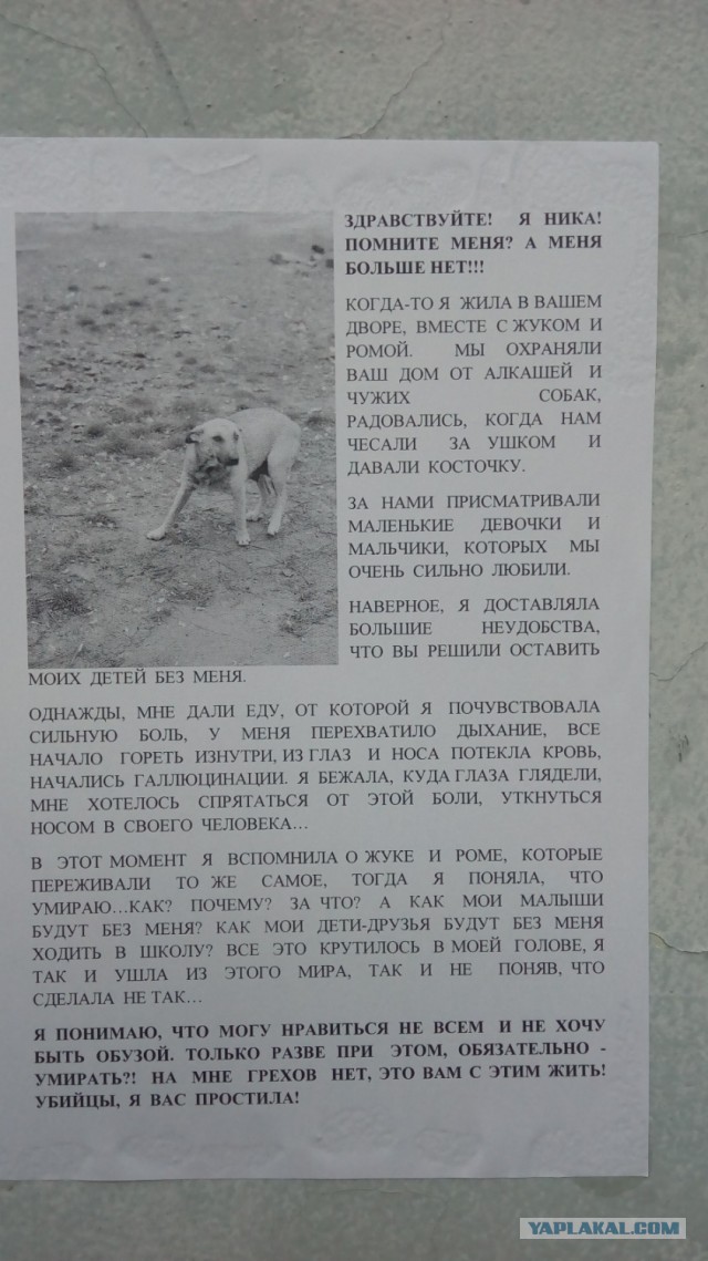 Бездомная собака покусала ребёнка