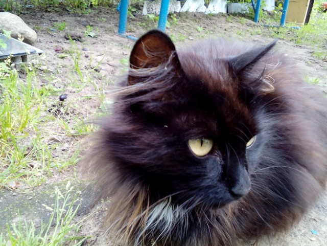 Котовторник 13.09.2016