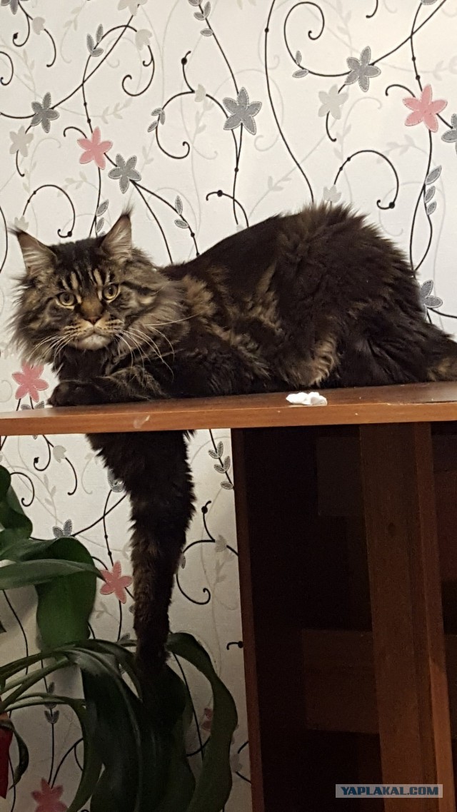 Котовторник 27.06.2017