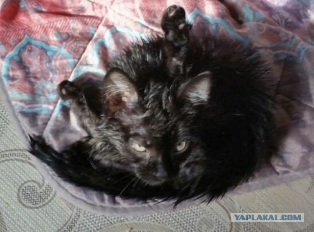 Коты и Кошки