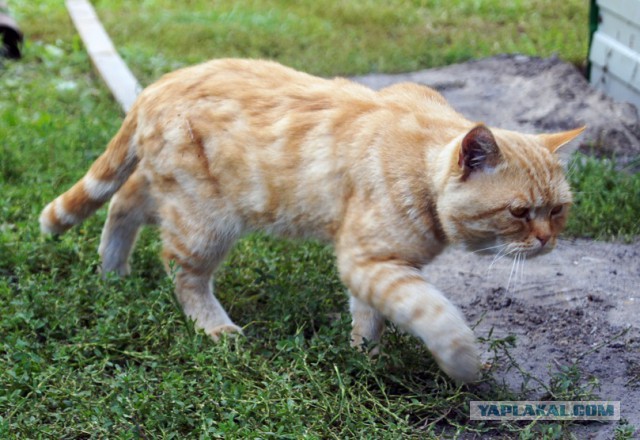 Котовторник 22.08.2017 г.