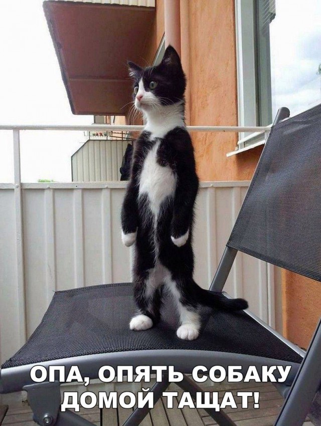 Подборка забавных животных