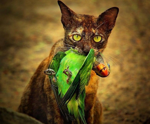 Коты и Кошки