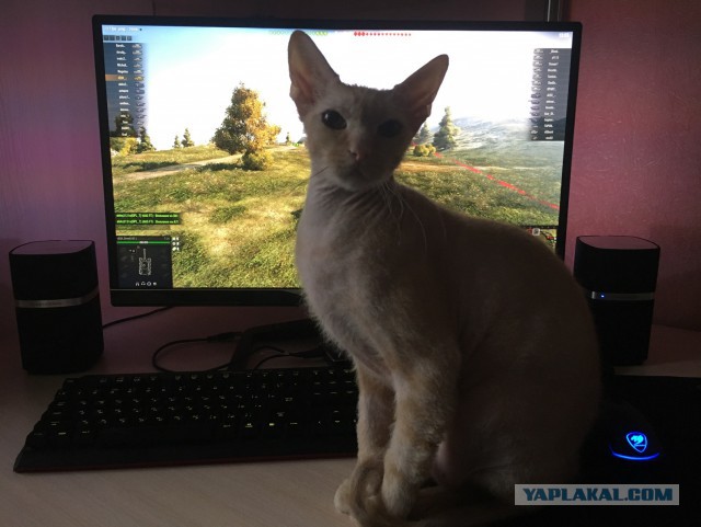 Котовторник