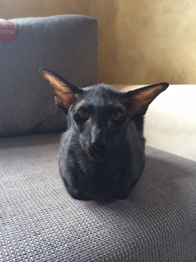 Коты и Кошки