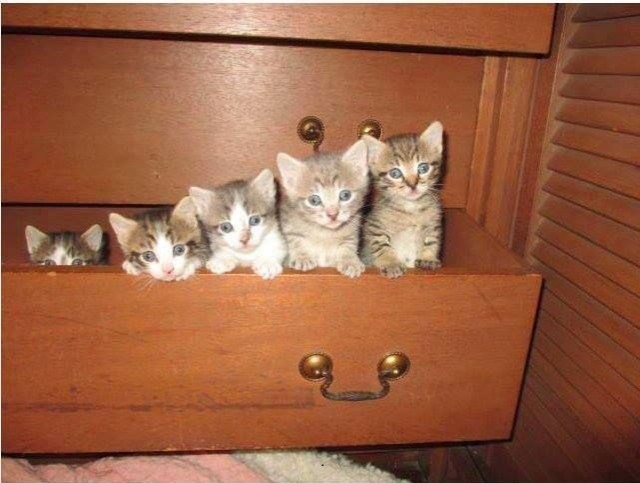 Коты и Кошки