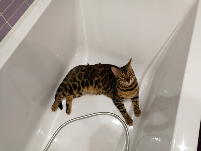 Котовторник