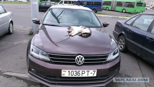 Котофото, сделанные в нужный момент