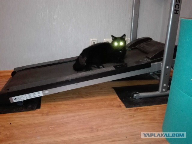 Вся красота беспородных кошек. Котовторнику посвящается.