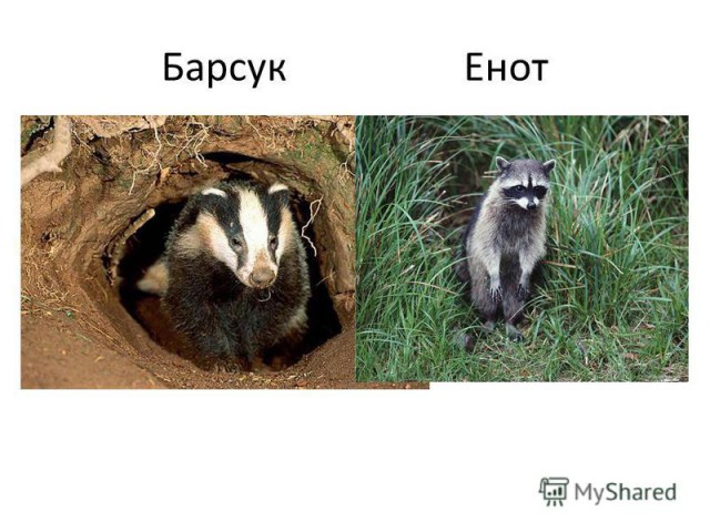 Барсук и енот картинки