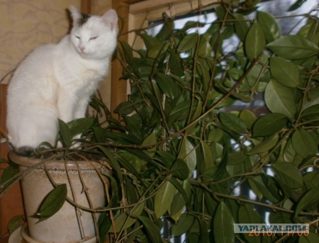 Котовторник 13.03.2018