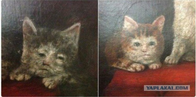 Кот с человеческим лицом