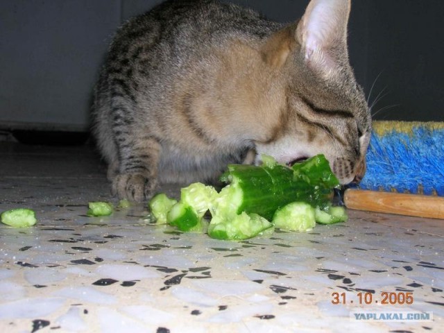 Котовторник на ЯПлакалъ: Кото и кто-то!