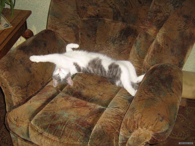 Котовторник на 03.02.2009