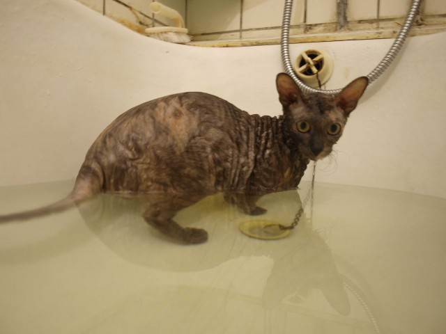 Котовторник!