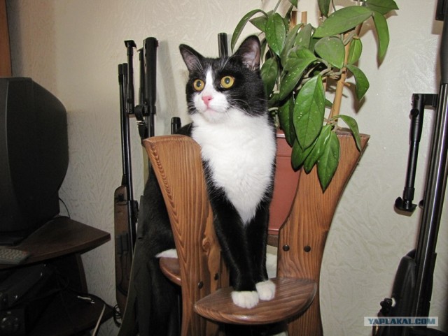 Сегодня котовторник, а котиков все нет