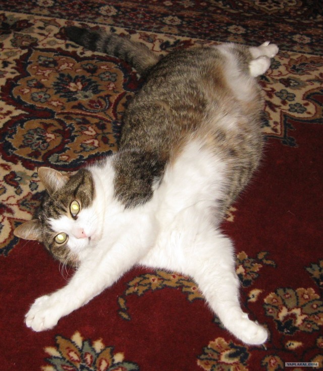 Начинаем котовторник!