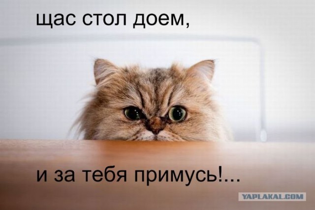 Котовторник на середину июня