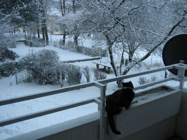 Котовторник!