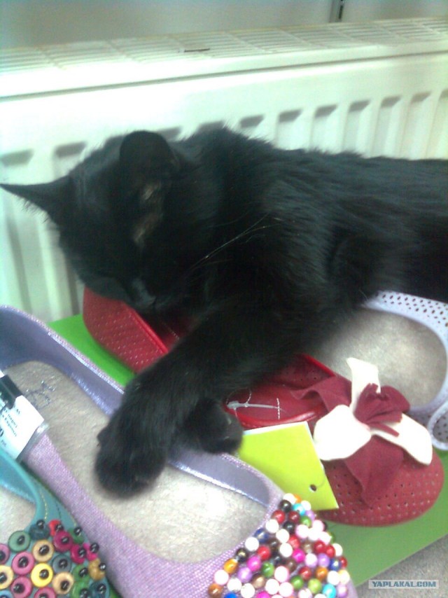 Котовторник (07.02.2012)