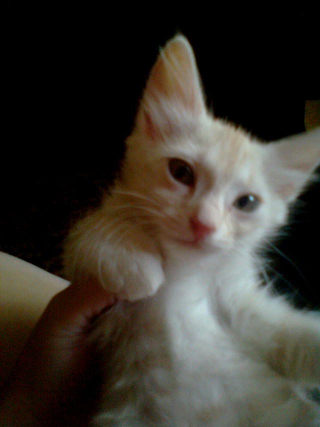 Котовторник  19.06.2012