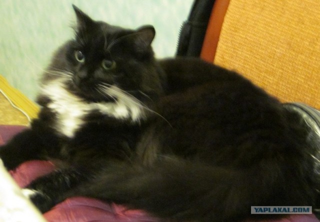 Котовторник  17.07.2012