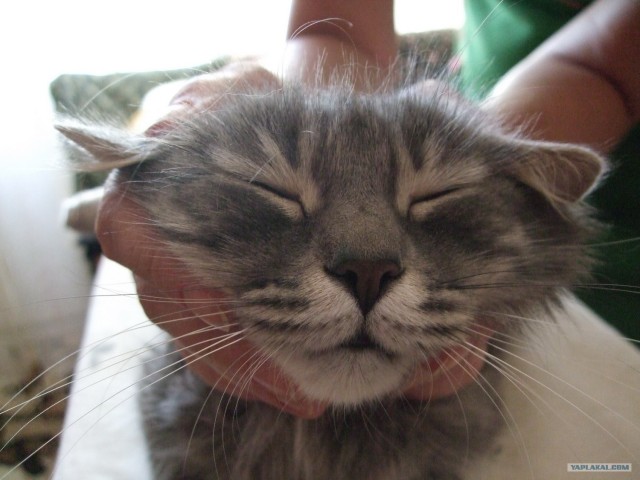 Котовторник 31.07.2012 г.