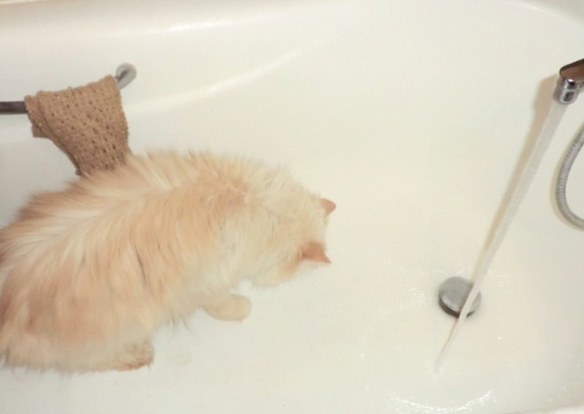 Котонянька и котовторник