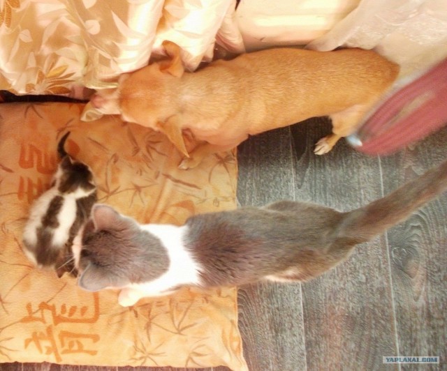 Английский бульдог! Чудо собака