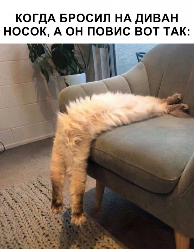 Забавные фото котеек