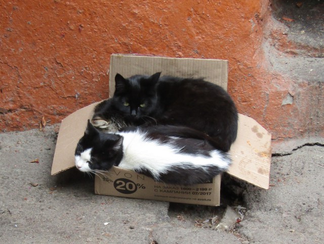Чо, поцоны? Котовторнег?!