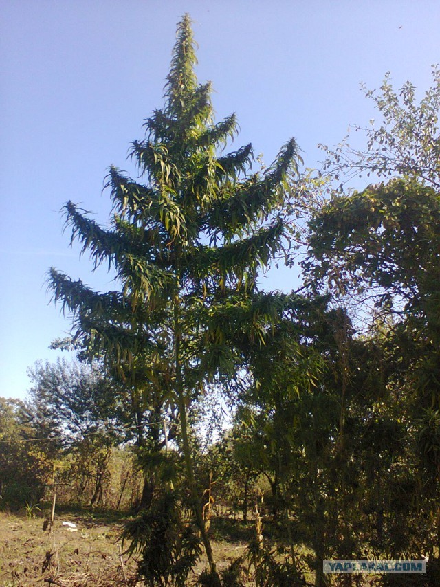 Откуда табак берется